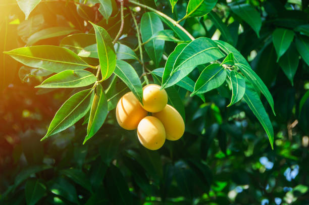 ciruela mango fruta tropical en el árbol, madura de fruta dulce de mango de ciruela mariana o maprang o mayongchid en tailandés. - marian fotografías e imágenes de stock