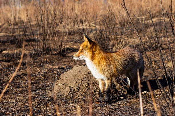 istock A fox in a burnt meadow after a forest fire 1267503642