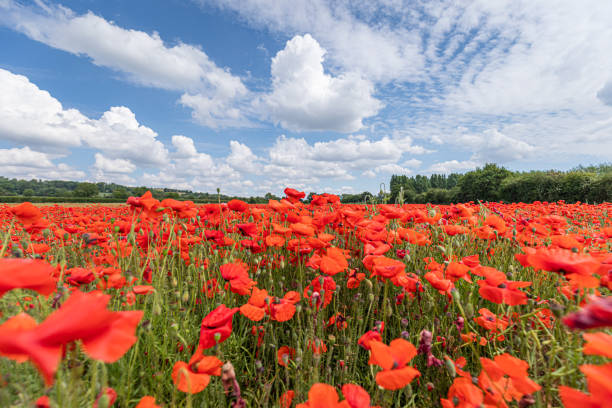 istock poppy field with blue skies 1267503666