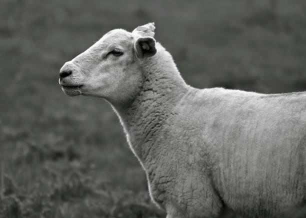 istock Sheep on the field (B&W), Portlaoise, Ireland 1267504985