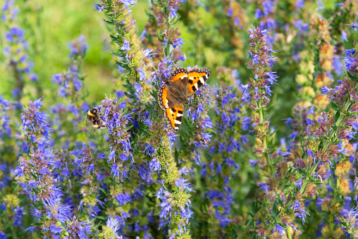 Beautiful natural summer background - Aglais urticae butterfly on a field of blooming hyssop officinalis.