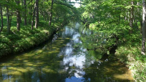 istock Senjogahara, Japan (Nikko National Park) 1267505289