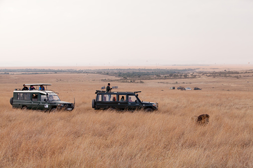 Masai Mara: Tourists watching lion during game drive on safari Jeep in Masai Mara National Reserve on August 23, 2016 at Masai Mara, Kenya, Africa