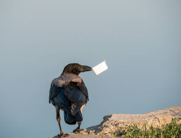 Corvus Cornix or Hooded Crow standing and holding in it's beak a plastic packaging in a natural park, in Bucharest.