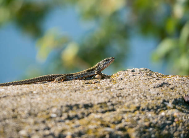 istock The sand lizard also known as Lacerta agilis sitting on a rock. Close up with a lizard on blurred background. 1267506309