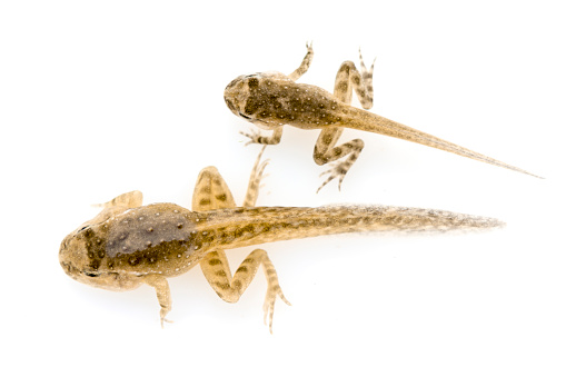 Two isolated tadpoles of a painted frog, with formed legs and arms.