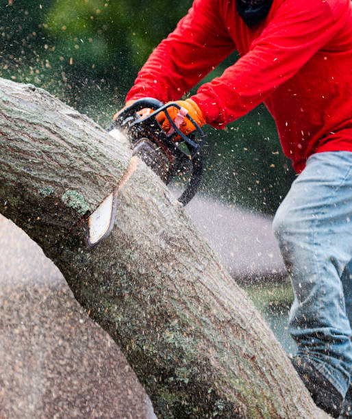 istock Man in red shirt using chainsaw to cut up a tree 1267506586