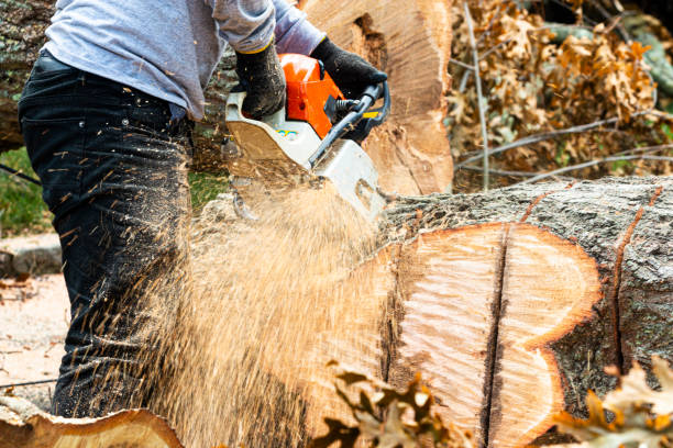 Man cutting a large tree stump with chainsaw stock photo