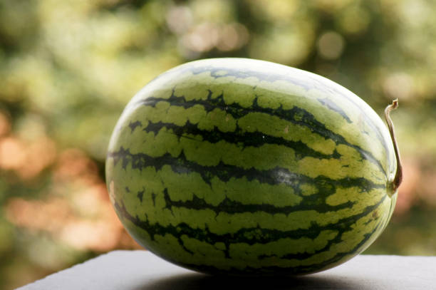 istock Watermelon fruit in one piece on a neutral background 1267508208