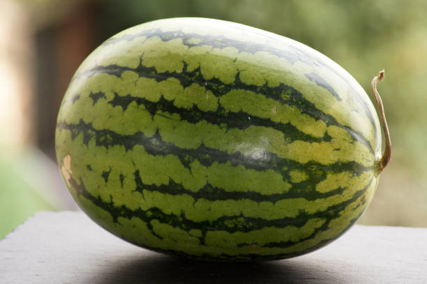 istock Watermelon fruit in one piece on a neutral background 1267508221