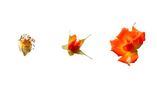 Photo of Orange roses isolated on white background. Three stages of flowers life cycle