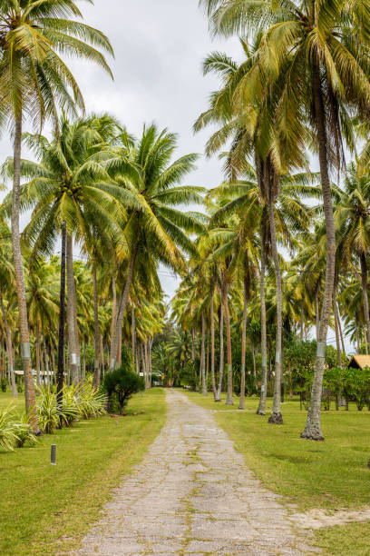 istock Nature from Raiatea Island, French Polynesia 1267508833