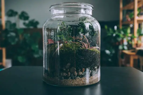 A terrarium is small self-sufficient ecosystem, a miniature garden, growing in a glass jar.