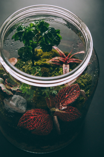 A terrarium is small self-sufficient ecosystem, a miniature garden, growing in a glass jar.