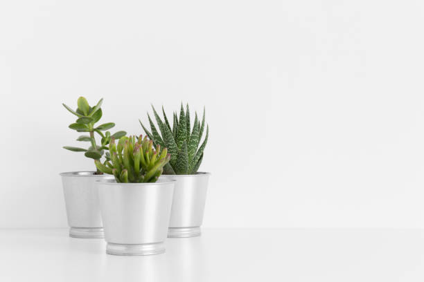 istock Various types of cactus and a succulent plant in a pots on a white table with blank copy space. 1267511322