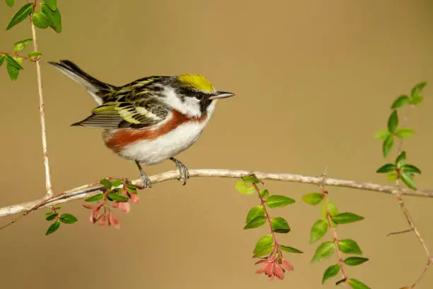 Photo of North American bird species: Chestnut-sided Warbler, Setophaga pensylvanica