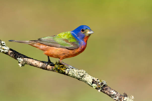 istock North American bird species: Painted Bunting, Passerina ciris 1267511460