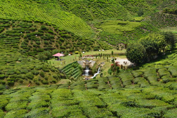 istock Cameron Highlands Tea Plantation 1267511485