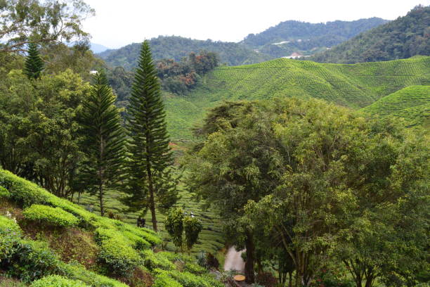 istock Cameron Highlands Tea Plantation 1267511491