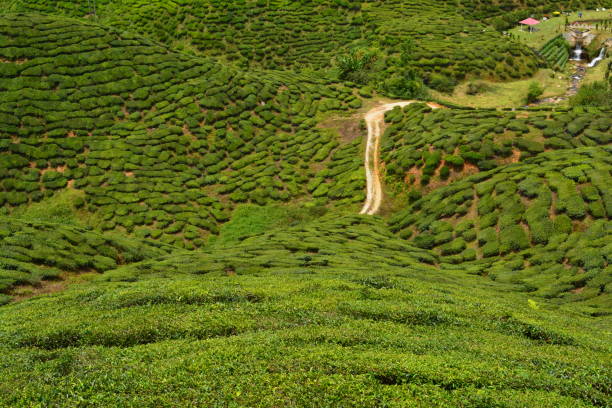 istock Cameron Highlands Tea Plantation 1267511497