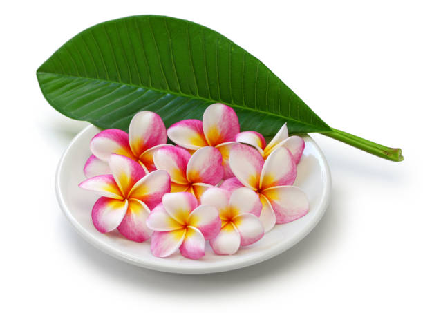 fiori di plumeria e foglia - beauty spa massaging spa treatment health spa foto e immagini stock