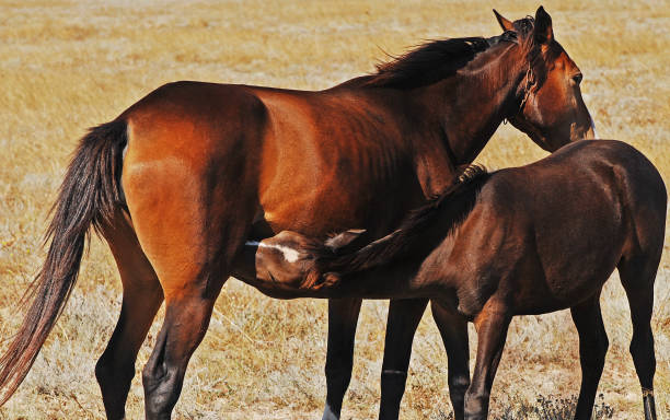 istock Beautiful horse in field. 1267511838