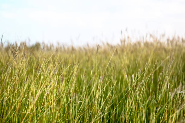 istock Wild grasses along the coast in Antigua 1267512712