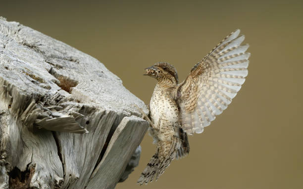 istock Eurasian Wryneck, Jynx torquilla 1267514465