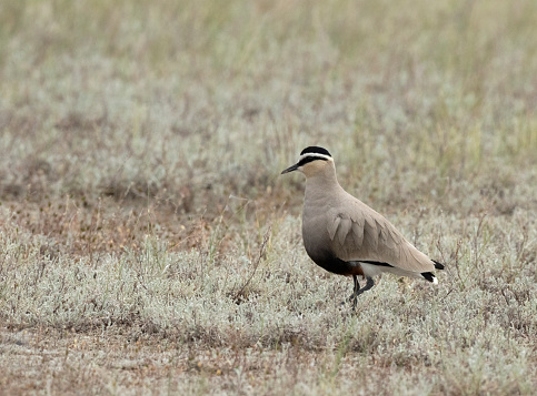 Critically endangered adult male Sociable Lapwing (Vanellus gregarius) standing on the steppes of Kazakhstan.