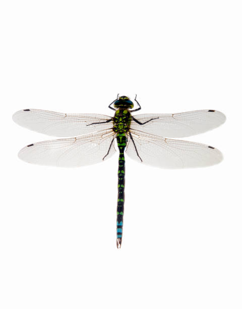 istock Southern Hawker, Aeshna cyanea 1267514839