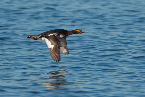 istock Horned Grebe, Podiceps auritus auritus 1267515425