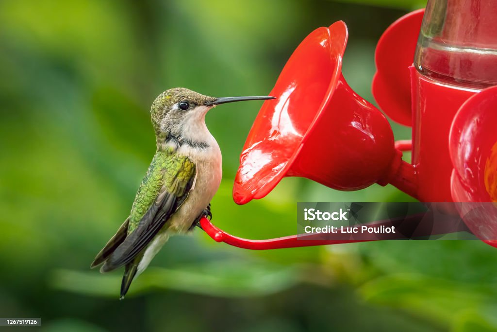 Small ruby-throated hummingbird drinking nectar in my backyard Back Yard Stock Photo