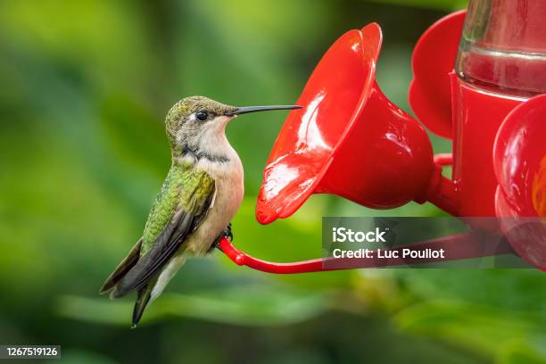 Small Rubythroated Hummingbird Drinking Nectar In My Backyard Stock Photo - Download Image Now