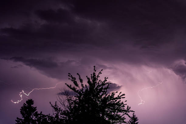 istock Silhouette of a tree top on a thunderstorm background 1267519393