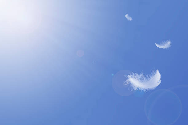 istock Light fluffy a white feather floating in the sky. Flying, Abstract freedom concept background. Copy space. 1267520570