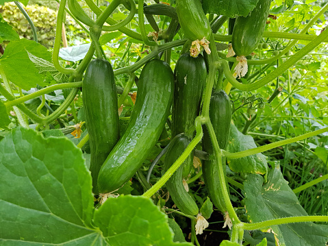 Close-up of cucumber branch with young vegetables. Fresh cucumbers growing on the organic vegetable garden.