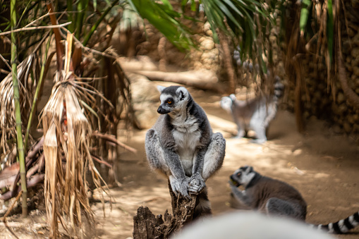 Groups of lemurs monkeys relaxed together in a zoo