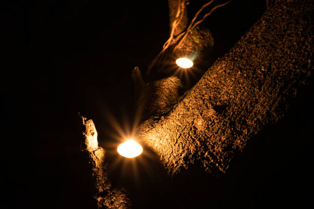 istock Candles in a branch of a tree 1267520901