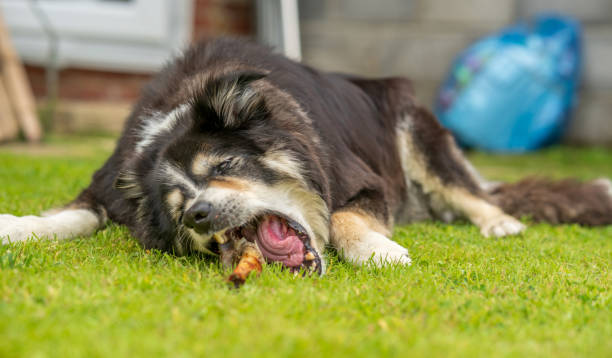 istock Border collie lying on grass gnawing a bone 1267523975