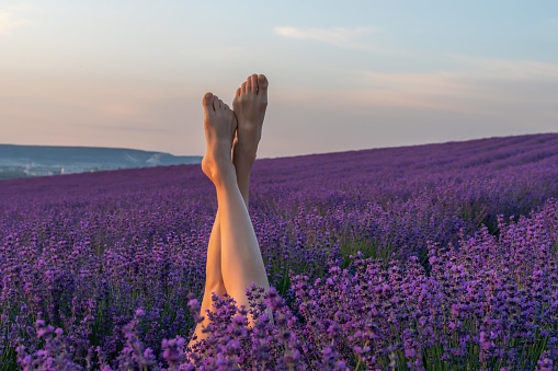 Selective focus. The legs of a girl stick out of the bushes, warm sunset light. Bushes of lavender purple in blossom, aromatic flowers at lavender fields of the French Provence near Valensole