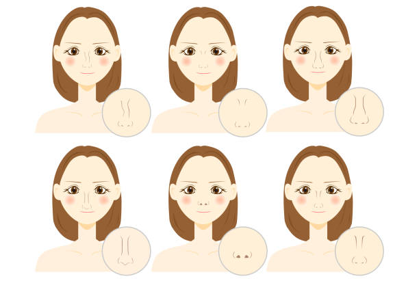 types of nose. vector illustration types of nose. vector illustration human nose stock illustrations