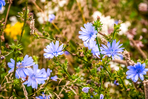 Beautiful bright flowers of ordinary chicory close-up. Beautiful background with beautiful blue flowers.