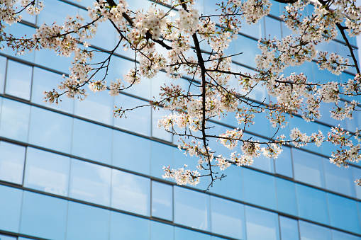 Cherry Blossoms by Modern Skyscraper