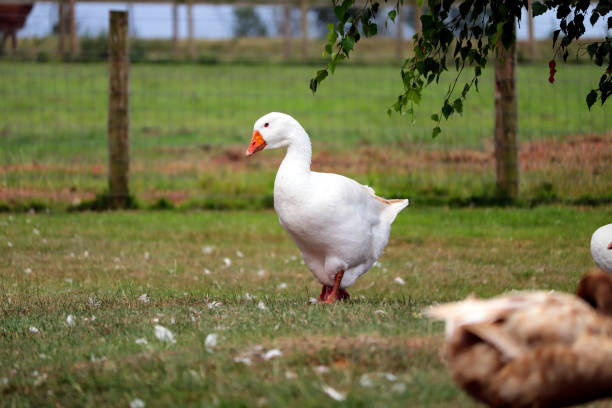 istock Duck at a UK farm 1267529767