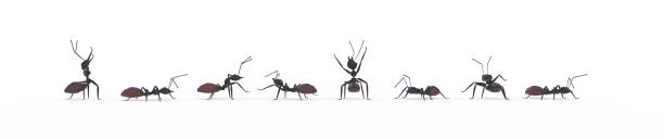 group of ants working together group of ants working together 3D rendering ant stock pictures, royalty-free photos & images