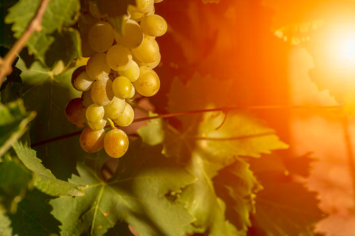 Close Up of Italian Grape Plantation in Summer before the Harvest. Perfect Background for Wine imagery and natural product promotion. White grape production for table in Italy on Blurred Background