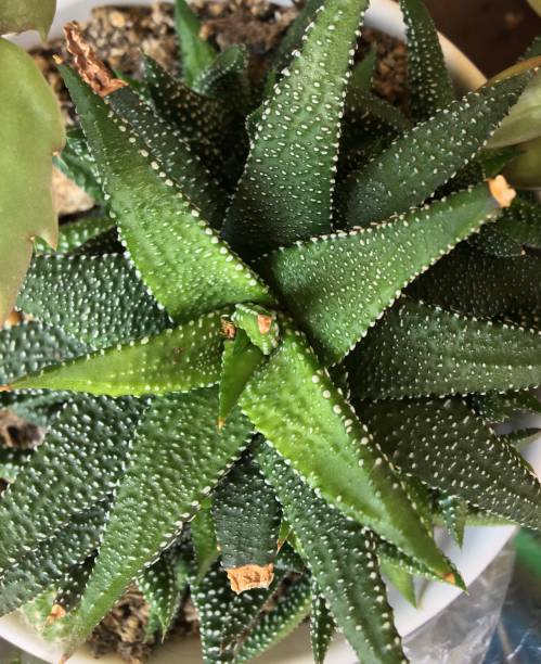 istock Succulent plant flower foliage nature 1267535044