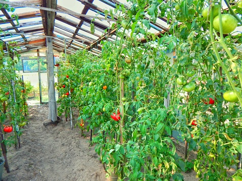 growing environmentally friendly polymers, organic tomatoes, a farm in the forest, Ukraine, photo Kravtsov