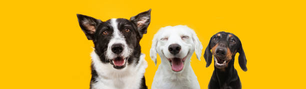 banner three happy puppy dogs smiling on isolated yellow background. banner three happy puppy dogs smiling on isolated yellow background. three animals stock pictures, royalty-free photos & images