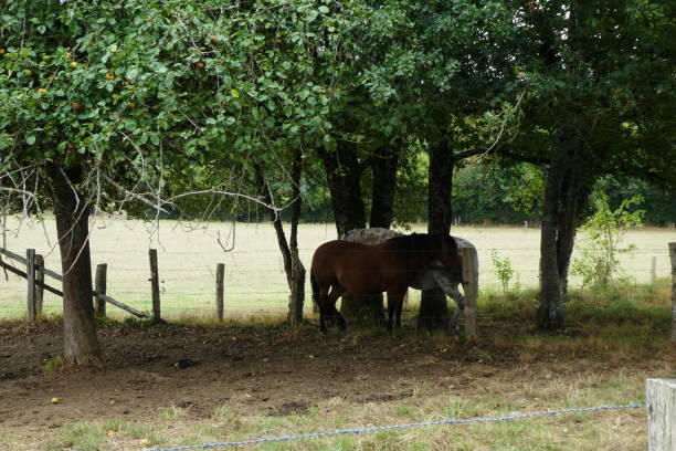 istock horses in the shade of trees 1267537630